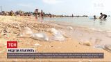 Новости Украины: нашествие медуз в Азовском море - с пляжей их вывозят автомобилями