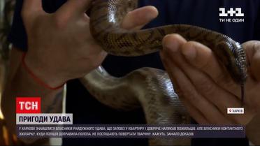Новости Украины: в Харькове нашли хозяев питона-беглеца