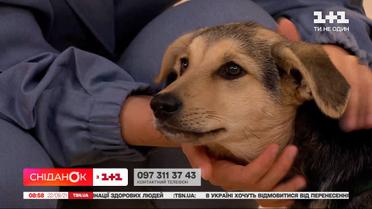 4-месячный Рем ищет хозяев