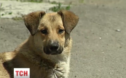 В Киеве массово отравили собак