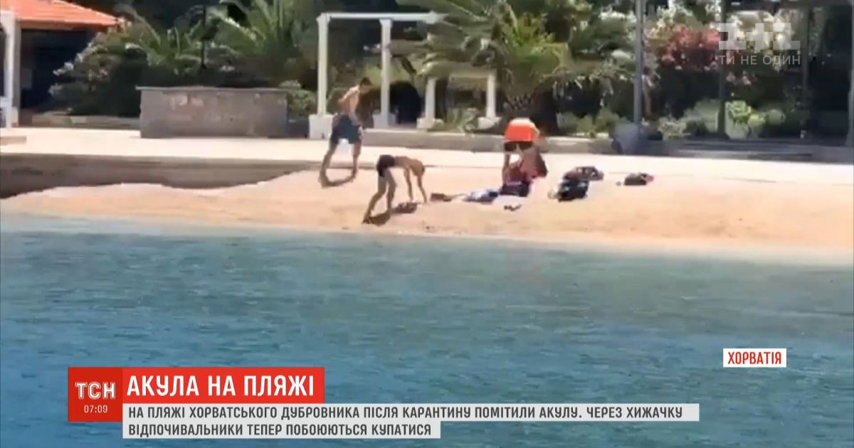 Зубастая и опасная: на хорватское побережье приплыла акула и напугала отдыхающих