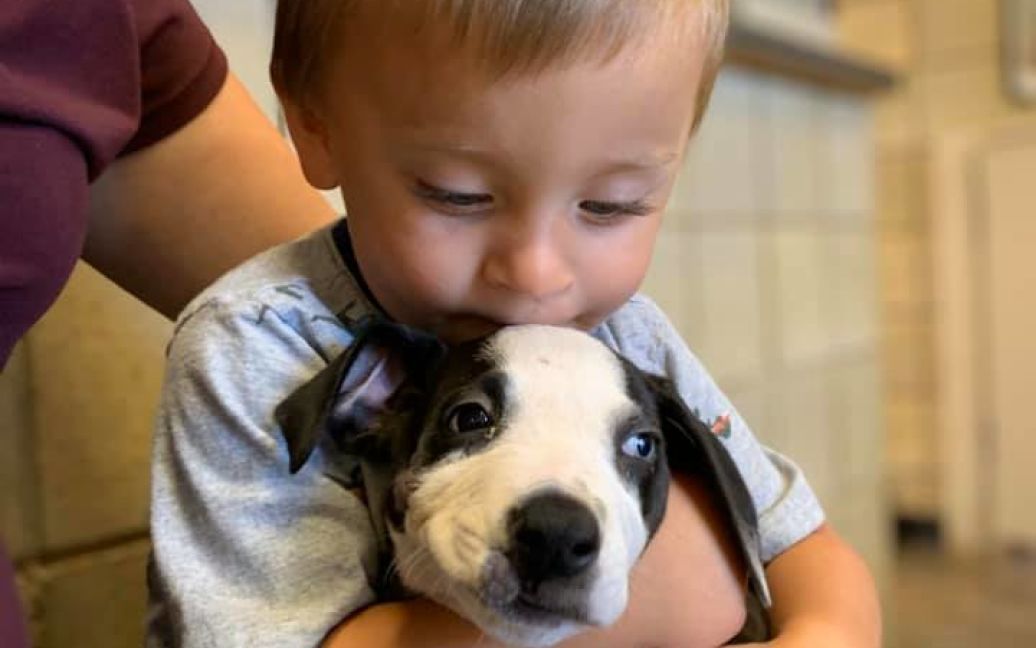 © Facebook / Jackson County Animal Shelter - Michigan
