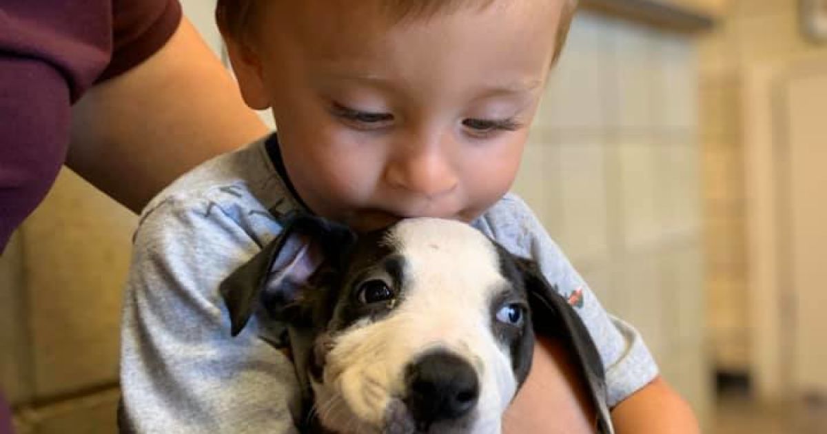 Хлопчик та цуценя з вовчою щелепою_1 / © Facebook / Jackson County Animal Shelter - Michigan