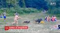 В Берлине дикая свинья украла сумку с ноутбуком у туриста