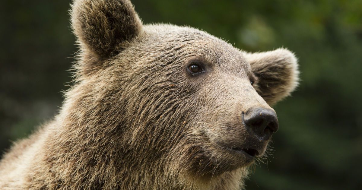 У Франції 70-річний мисливець застрелив буру ведмедицю