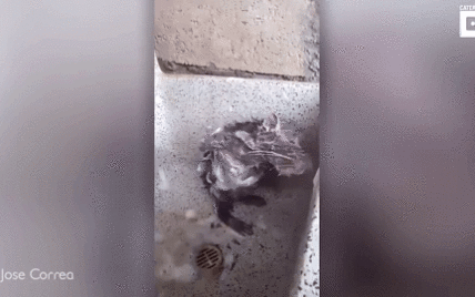 Помыл животик и под подмышками: в Сети появилось милое видео крысы, которая "принимает душ" как человек