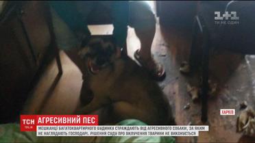 Агрессивный пес - напуганные соседи. В Харькове жители дома страдают от постоянных нападений собаки