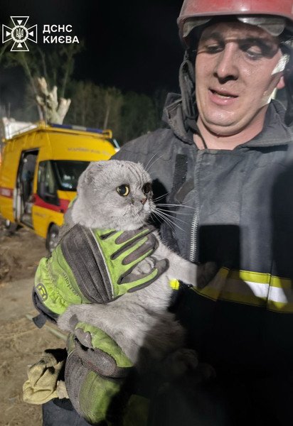 Один з котів, яких врятували працівники ДСНС у Києві