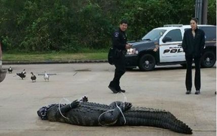 У США 360-кілограмовий крокодил забрів до торгового центру