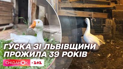 Старейшая гусыня Украины: история Гаги со Львовщины
