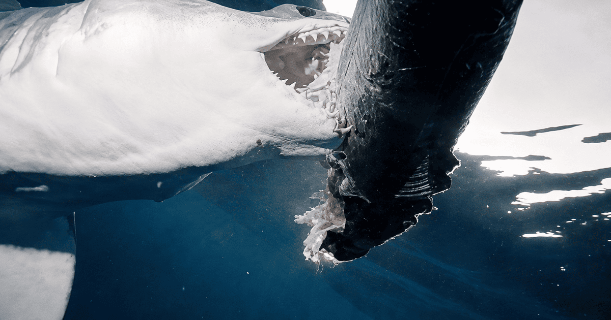 Гігантська акула Sharkzilla