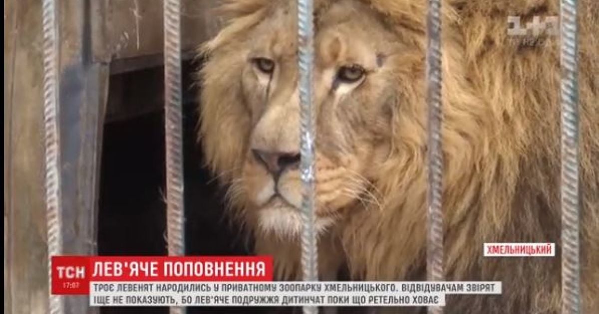 В Хмельницком плодовитая пара львов родила семерых детенышей в течение года