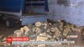 Поліцейські затримали сімох людей, які незаконно вирубали ліс під Маріуполем