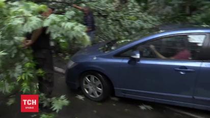 В Киеве во время сильного дождя дерево привалило автомобиль