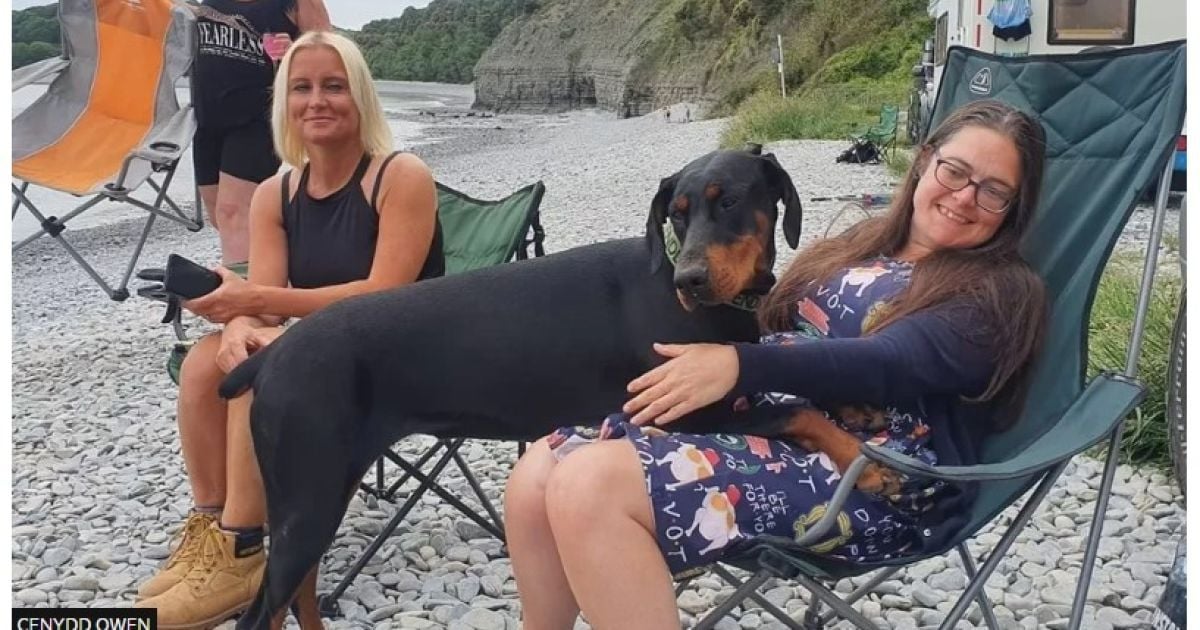 Собака нашла на пляже одного из 22 миллионов доноров почки для своей хозяйки