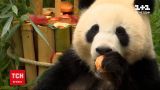 Новости мира: в берлинском зоопарке пандам-близнецам на день рождения подарили торт