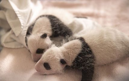Поправились и покрылись мехом: во Франции панденята-близнецы хорошо растут и много спят