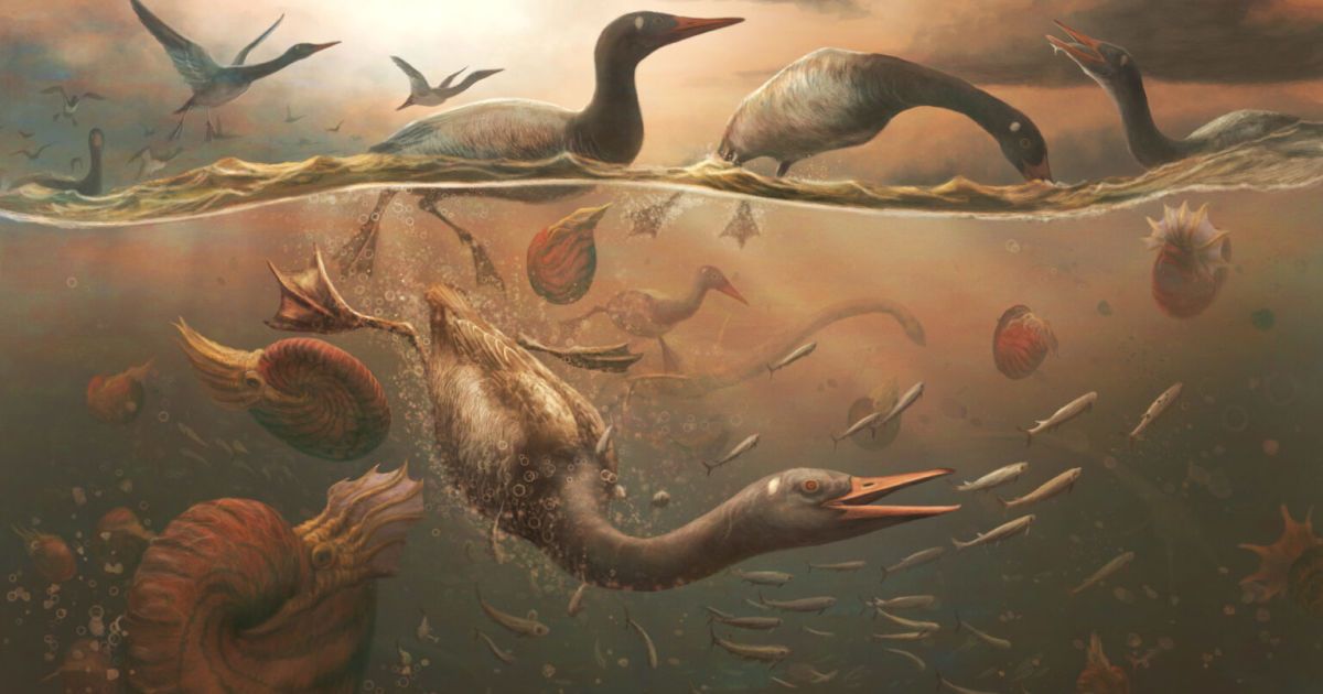 Художественное изображение Vegavis iaai, который преследует рыбу в мелководном океане у побережья Антарктического полуострова. Рис. Марк Виттон