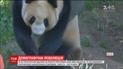 Популяцию редких цинлинских панд удалось увеличить китайским ученым