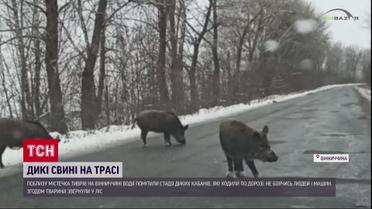 В Винницкой области разгуливают дикие кабаны
