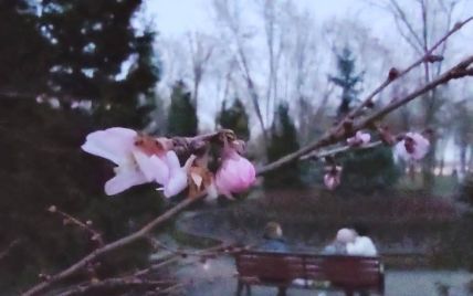 Аномальное потепление: в Киеве заметили бабочек и цветущую сакуру (фото, видео)