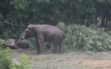 У Київському зоопарку показали, як тварини нестримно радіють зливі