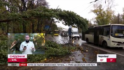 Наслідки деревопаду: які стійкі дерева планують висаджувати в столиці