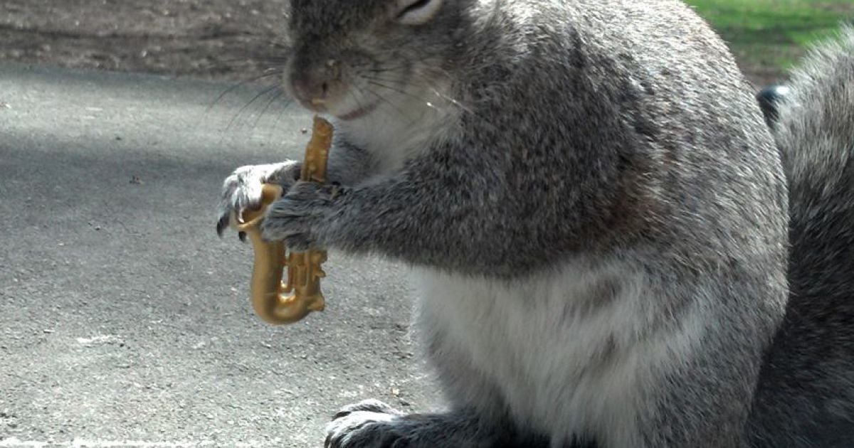 Белка-модница Снизи / © Sneezy The Penn State Squirrel / Facebook