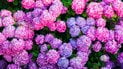 Гортензии