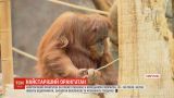 Самый старый орангутанг на планете живет в немецком зоопарке