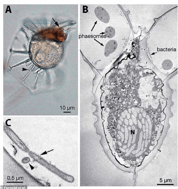 Ці крихітні організми офіційно відомі як "неціанобактеріальні діазотрофи", здатні перетворювати атмосферний азот на корисну форму. / © Daily Mail