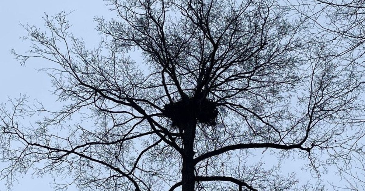 Гніздо рідкісних орланів-білохвостів