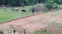 Нападение медведя