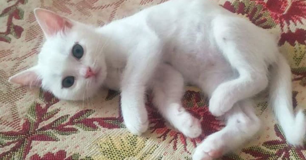 У Луцьку після моторошного вбивства двох жінок у квартирі залишилися домашні тварини: їм шукають нових власників