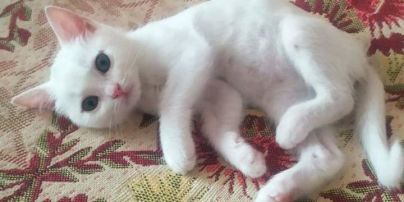У Луцьку після моторошного вбивства двох жінок у квартирі залишилися домашні тварини: їм шукають нових власників