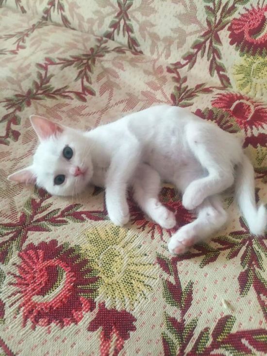 У Луцьку після моторошного вбивства двох жінок у квартирі залишилися домашні тварини: їм шукають нових власників