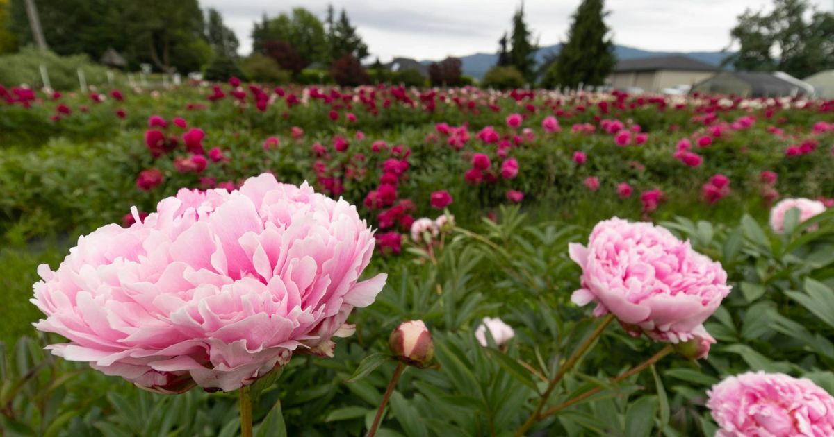 Що посадити поряд з півоніями: рослини-компаньйони