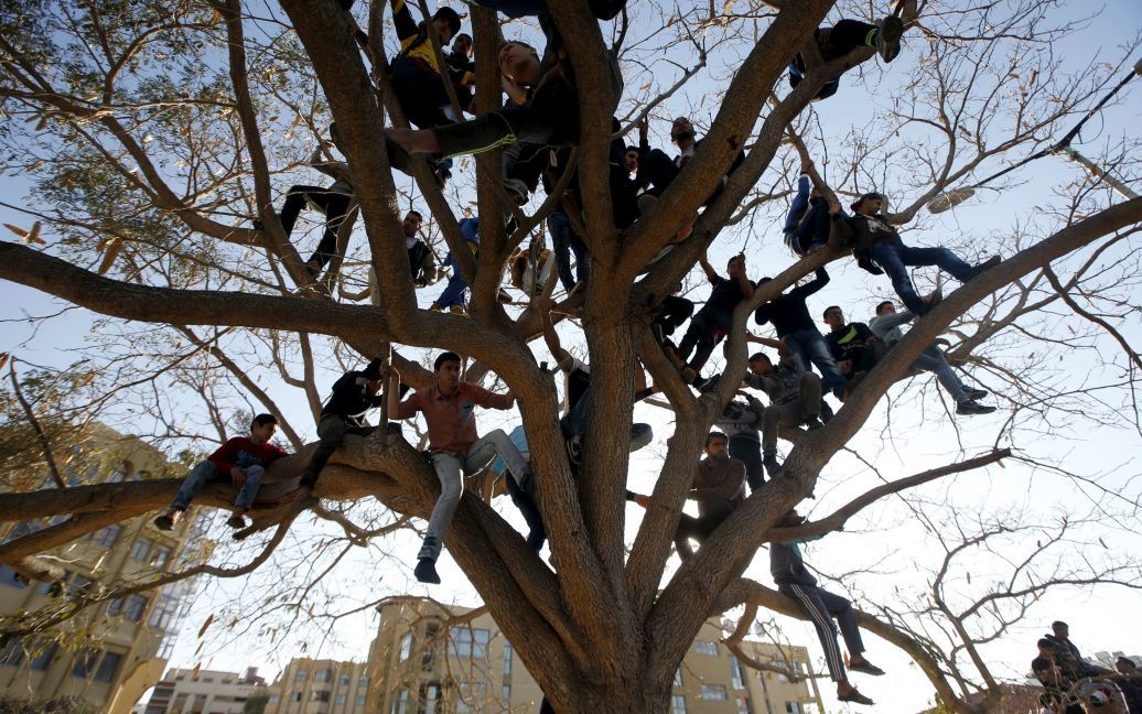 Палестинці залізли дерево, щоб подивитися культурний карнавал, організований муніципалітетом Гази в місті Газа. / © 