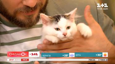 Четырехмесячные котята ищут дом