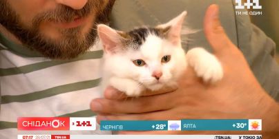 Четырехмесячные котята ищут дом