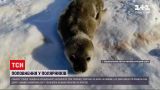 Новости мира: полярники со станции "Академик Вернадский" поделились кадрами новорожденных тюленят