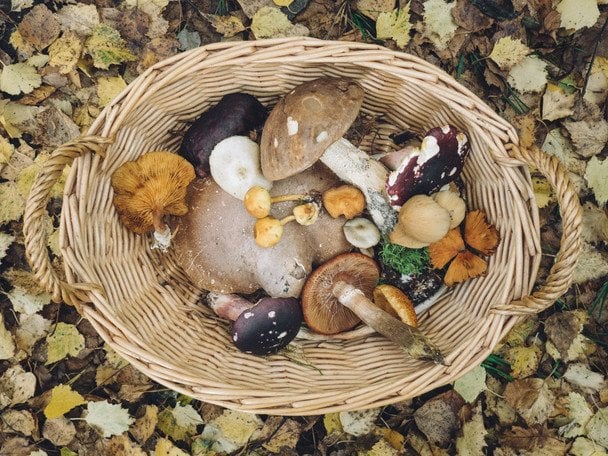 3 жовтня Всесвітній день грибників / © unsplash.com
