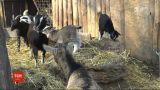 В Одеському зоопарку триває весняний бебі-бум