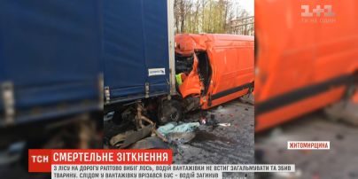 На Житомирщині через лося сталася подвійна аварія: є загиблий