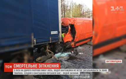 На Житомирщині через лося сталася подвійна аварія: є загиблий