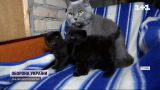 Ищут хозяина: в Ирпене нашли кошку с рожденными во время обстрелов котятами