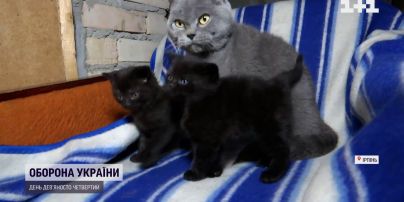 Ищут хозяина: в Ирпене нашли кошку с рожденными во время обстрелов котятами