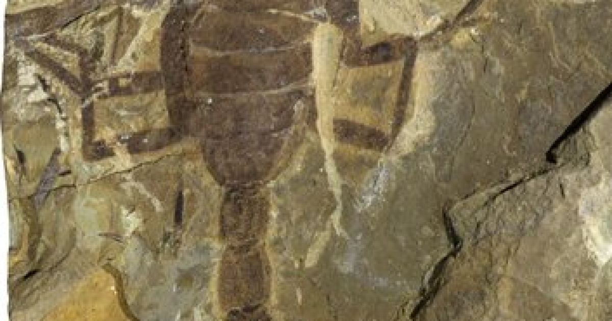 Знайдено рідкісну скам'янілість скорпіона / Фото: x.com/PDChina