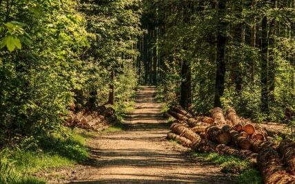 Прокуратура викрила на Дніпропетровщині злочинну групу, яка займалася незаконним вирубуванням лісу