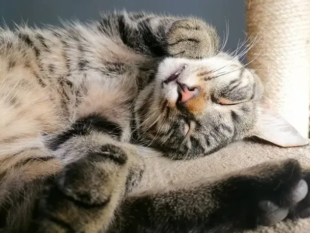 Пережив інсульт, діабет і три "прильоти": боєць розчулив Мережу історією про свого 19-річного кота